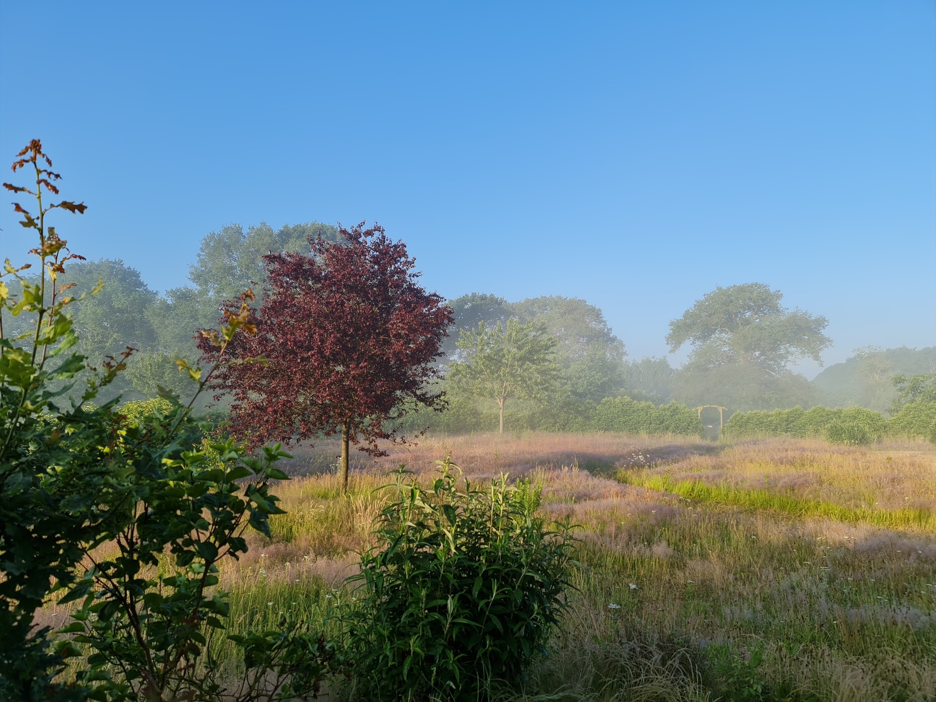6ha+ of private land (sunrise with gate and mist)